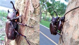 獨角仙,石岡,東豐,自行車道,石岡人生活大小事,光臘樹,交配期,繁殖,捕抓, 圖／翻攝自石岡人生活大小事　https://parg.co/N8j