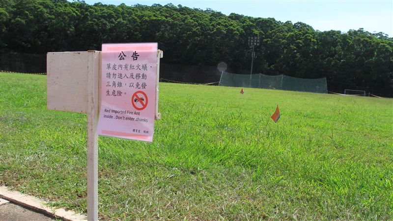 清大紅火蟻現蹤　校方封鎖噴藥防治