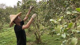 花蓮,苦茶油,養生保健,綠金,林一州