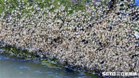 公路總局,陸蟹,護幼,／公路總局提供