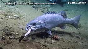 ▲多鋸鱸埋伏並一口吞下其中一條深海角鯊。（圖／NOAA 授權）