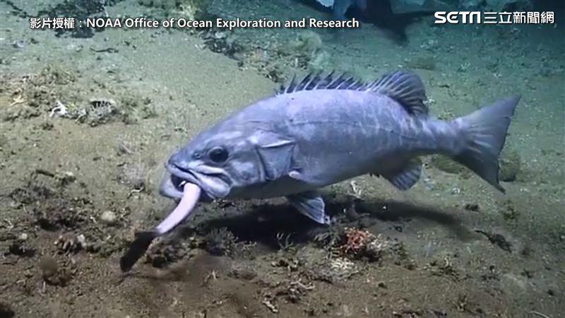 深海鯊搶食死劍魚 反被多鋸鱸一口吞