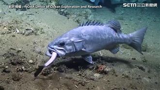 深海鯊搶食死劍魚 反被多鋸鱸一口吞