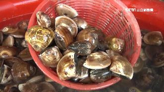 暴雨又暴熱！養殖文蛤產量減半價格飆