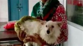 印度,博美狗遭3男輪暴（圖／翻攝自中國報）