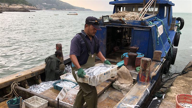 馬祖夏季漁汛期　白帶魚豐收