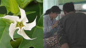 爺採白花熬湯給孫　喝下竟失憶暴打人（圖／翻攝自看看新聞、維基百科）