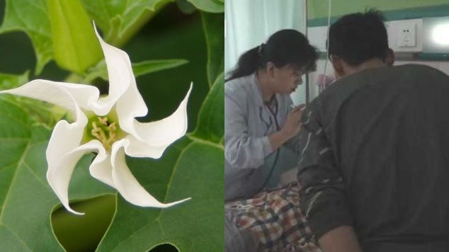 爺採白花熬湯給孫　喝下竟失憶暴打人