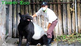 動物園,世界貘日,World Tapir Day,貘,台北市立動物園,貘克,馬來貘