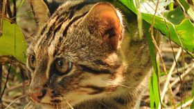 農業委員會林務局15日公布，農委會1日已核定「友善石虎生態服務給付試辦方案」，包含友善石虎農地、社區進行巡守、通報家禽危害不傷之，都有獎勵金發給，苗栗與南投先進行試辦。