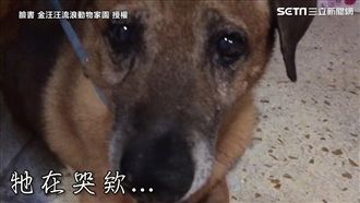 老狗被棄養丟路邊　「眼淚流不停」