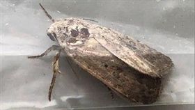 沒農田卻有秋行軍蟲？這裡爆蟲蟲危機
屏東,海生館,秋行軍蟲