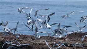 馬祖,藍眼淚,燕鷗,生態,神話之鳥