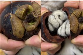 山竹,貓（圖／翻攝自抖音用戶909520275）