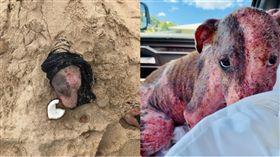 夏威夷汪被「埋沙火烤」90％毛掉光　一碰水每吋皮膚都在流血(W圖/PAWS of Hawaii臉書)