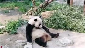 中國國寶又遭虐! 大貓熊無辜被石頭砸