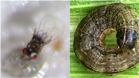  赤眼卵蜂，秋行軍蟲（圖／翻攝自中興大學植物教學醫院、新北市農業局）