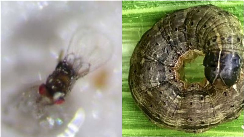 秋行軍蟲天敵！網笑：煞氣a赤眼卵蜂