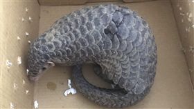 新竹縣,竹東鎮,穿山甲,受傷,安置