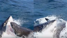 （圖／翻攝自YouTube Barcroft TV）黃金海岸,大白鯊,互食