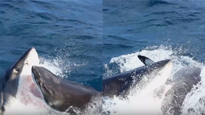 大白鯊慘斷成兩截！海中殊死搏鬥曝光