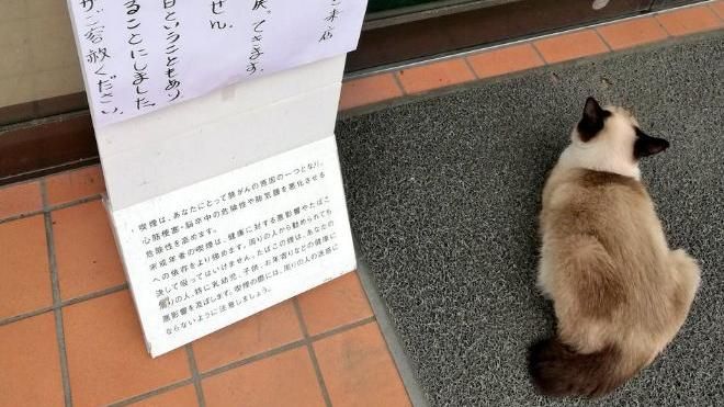 貓賴門口不走！店員驚：祂轉世回來了
