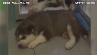 汪星人爽睡冰箱套房　下秒翻下床！