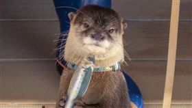 水獺,厭世,假魚（圖／翻攝自@lovepotemad Twitter）