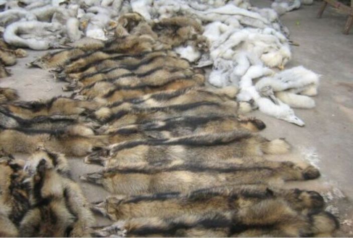 浣熊等動物遭剝皮做曾時尚皮草，引起動保團抗議。(圖/翻攝自搜狐)