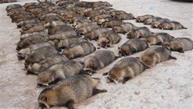 動物,皮草,皮毛,動保,時尚,浣熊,剝皮。(圖/翻攝自搜狐)