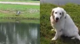 美國,佛羅里達,散步,老翁,黃金獵犬,短吻鱷。(圖/翻攝自YOUTUBE)