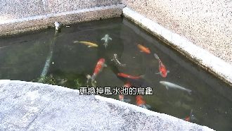 揭祕國民黨風水池！水龜混陸龜易生事