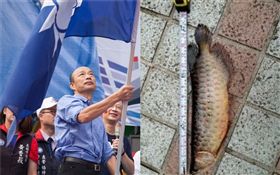 韓國瑜,風水,龍魚,國民黨（圖／翻攝自臉書；資料照）