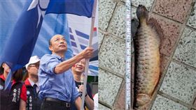 韓國瑜,風水,龍魚,國民黨（圖／翻攝自臉書；資料照）
