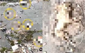 中國大陸,5隻狗遭人從高樓扔下慘死（圖／翻攝自梨視頻）