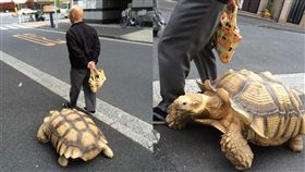 阿伯帶大象龜出門散步...網友越看越眼熟：原來是龜仙人（圖／翻攝自@hi_roshishi Twitter）