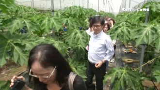 比市長還市長！陳其邁颱風前視察美濃