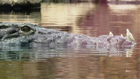 毒品沖馬桶…野生動物被迫喝毒水　河川現嗑藥「冰毒鱷魚」（圖／翻攝自pixabay）