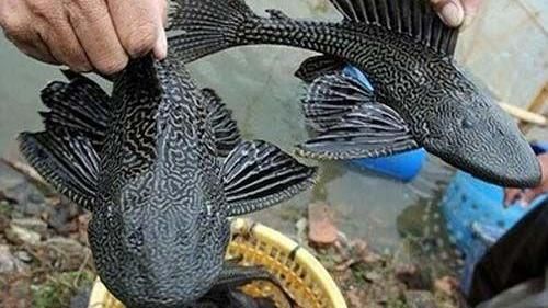 垃圾魚好吃嗎？他試吃大讚鮮嫩勝牛排