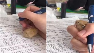 主人趕作業…牠硬鑽掌心：陪人家玩啦