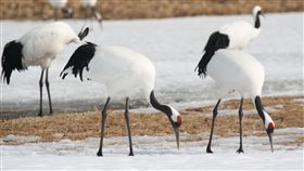 丹頂鶴　圖／維基百科