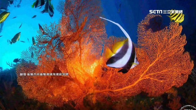 為打燈燈具插珊瑚礁上？參賽作品惹議