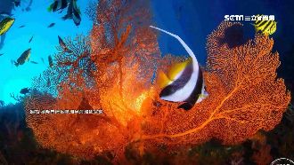 為打燈燈具插珊瑚礁上？參賽作品惹議