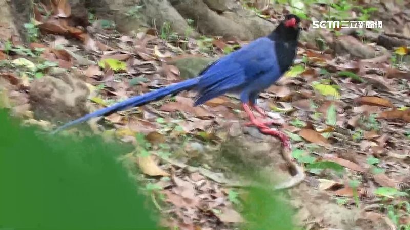 為拍藍鵲竟餵食　動保：違天性已觸法