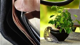 草,月底,金針菇,（圖／翻攝自爆怨公社；Pixabay）