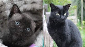 暴雨撿回小灰貓　長大竟「脫胎換骨」