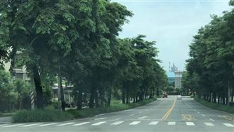 高雄路樹未剪！紅綠燈全消失…被罵翻
