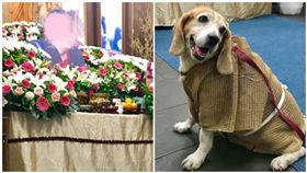 主人過世…愛犬「披麻戴孝」棺前哭紅眼！3.7萬人全落淚 圖翻攝自爆廢公社臉書