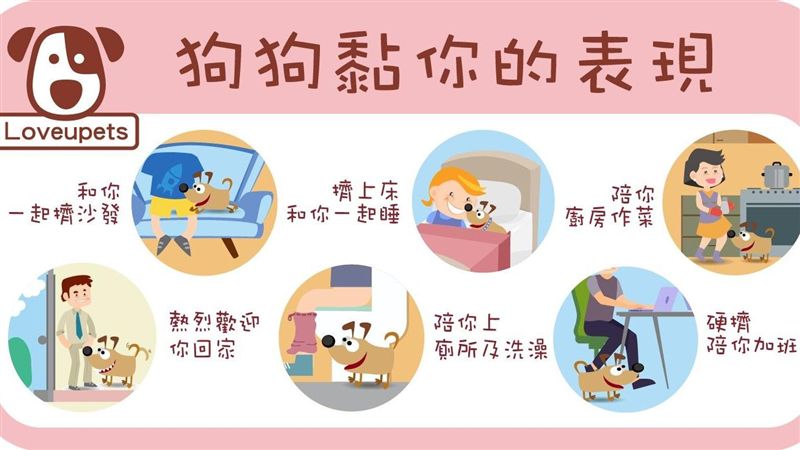 寵物太黏主人　導致分離焦慮症