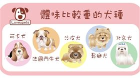 ▲幾種犬天生體味較重（圖／愛你寵物網loveupets提供）